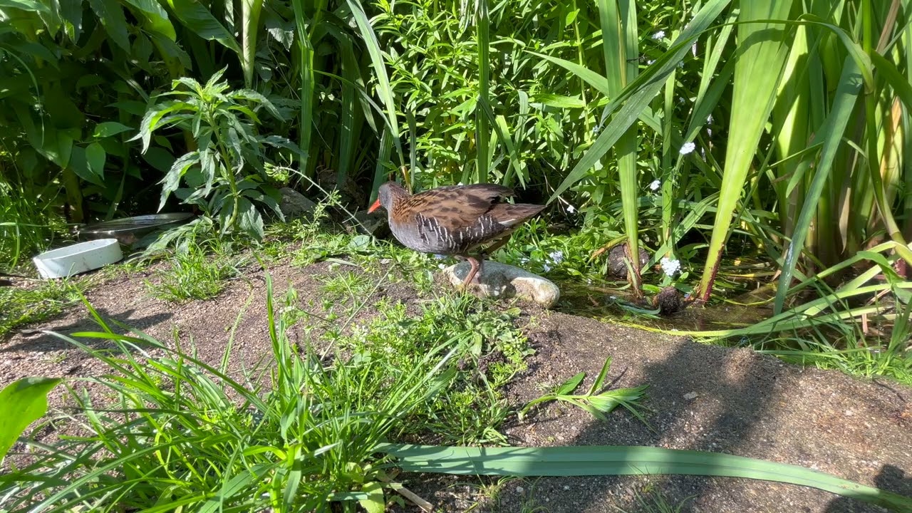 Life in our aviary: the water rails have babies!