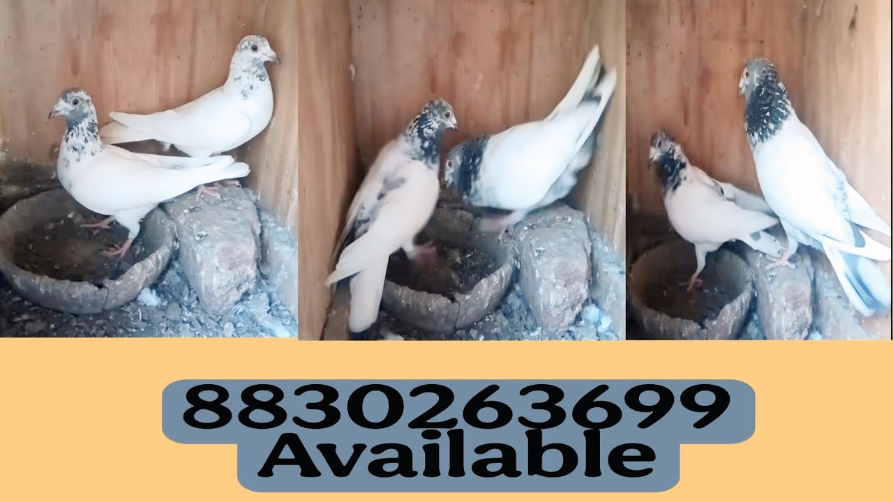 AANDHRA HIGH FLYERS AVAILABLE. 8830263699