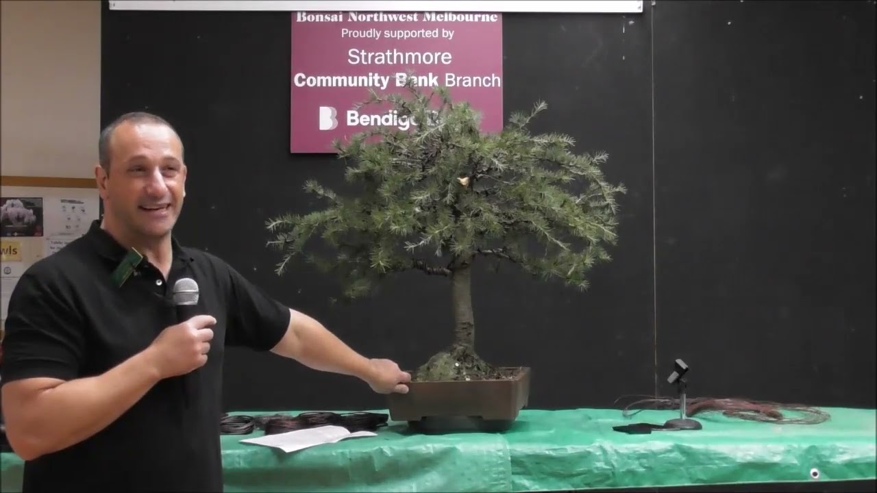 Bonsai Northwest Melbourne May 2022 Demonstration by Me. Tall Cedar bonsai formal upright