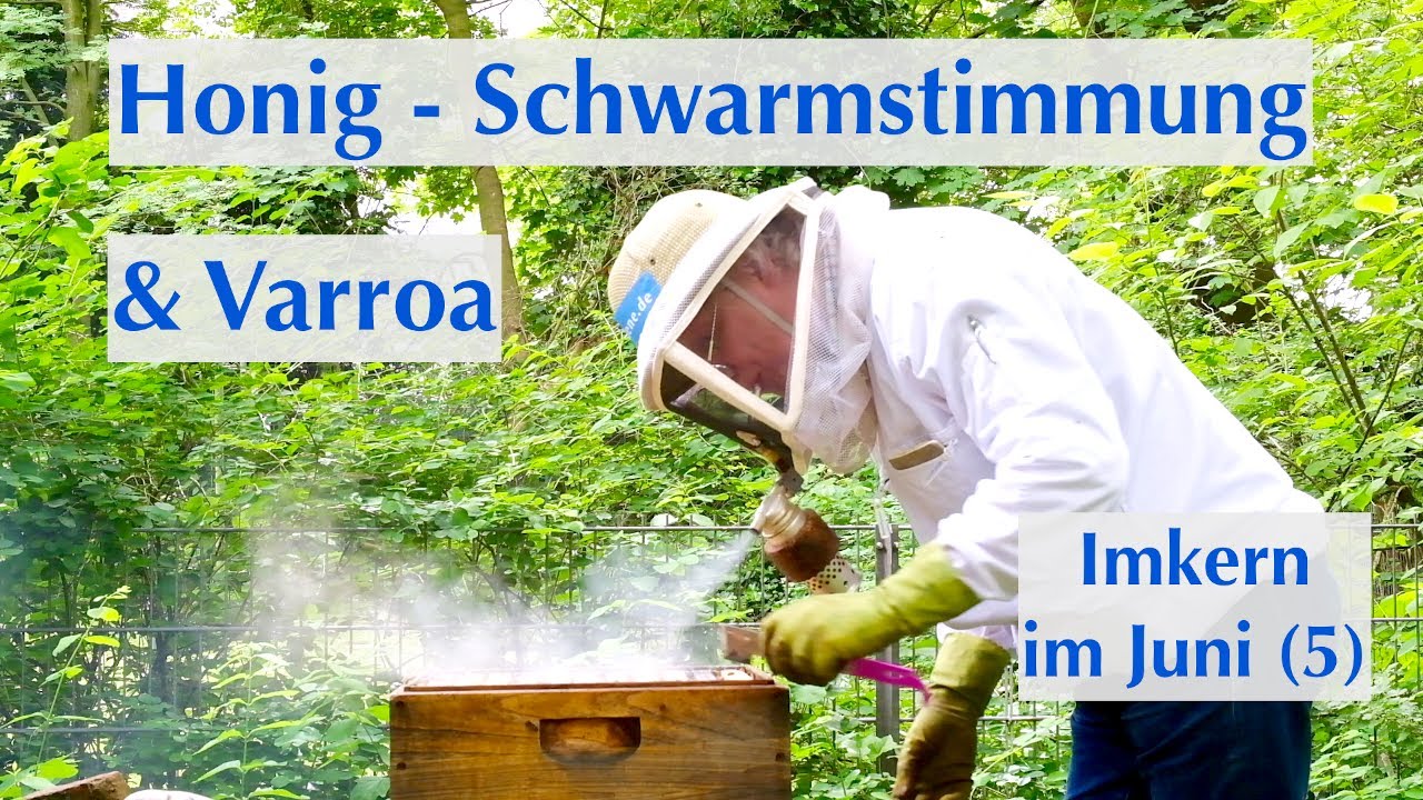 Was die Bienen Anfang Juni machen - Chef im Ring bleiben
