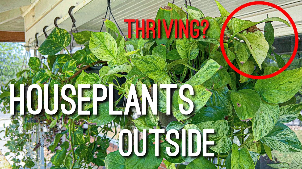 What Plants I have Outside in the Front Porch! Houseplant Tour August 2022