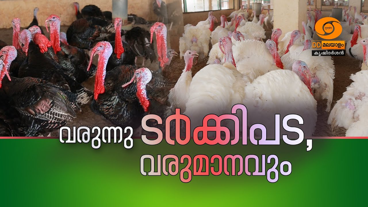 വരുന്നു ടർക്കിപ്പട - വരുമാനവും || DD MALAYALAM || KRISHIDARSHAN || #krishidarshan