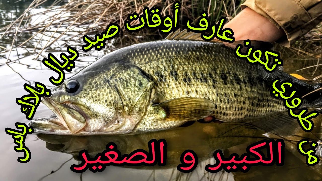 ضروري تكون عارف الأوقات لي تكون مجود فيها بلاك باص 🐟 و الاضعمة المفضلة ( rapala) 🎣