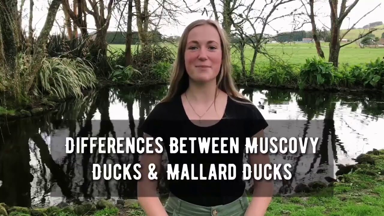 Differences Between Muscovy Ducks & Mallard Ducks
