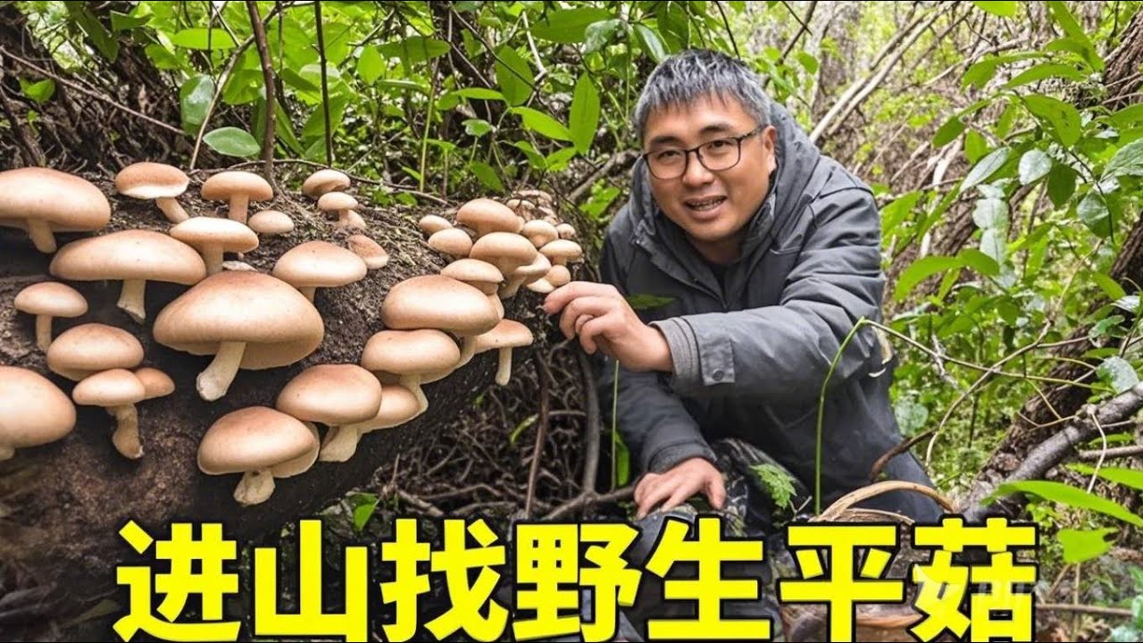 冬宝见过最多的野生香菇，扯完一棵树篮子装不下，和排骨炖，真香【湘西冬宝】