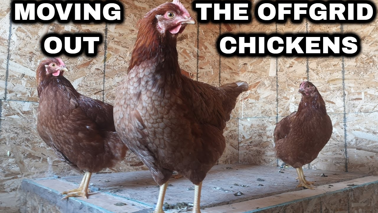 Moving Out the Offgrid Chickens