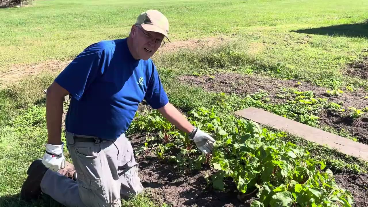 Gardening:  Fall chores, Weeding Beets and Restoring a Bed