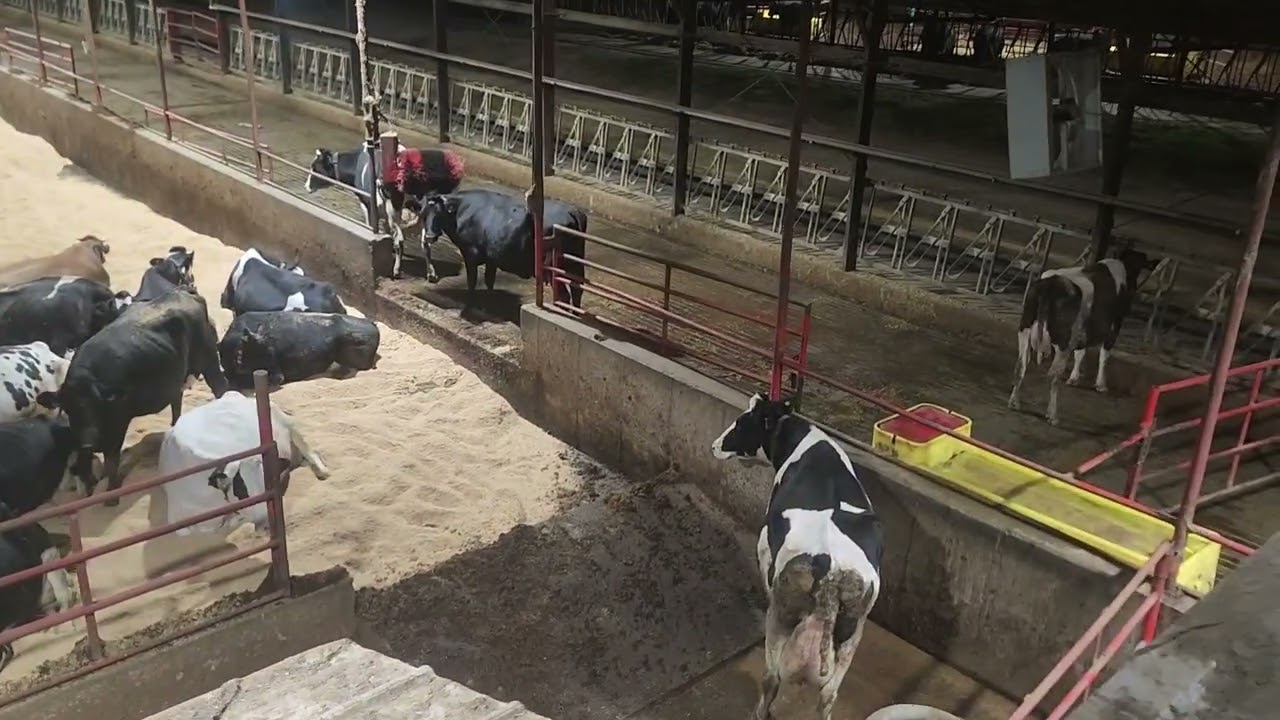 Cleaning out our bedded pack barns