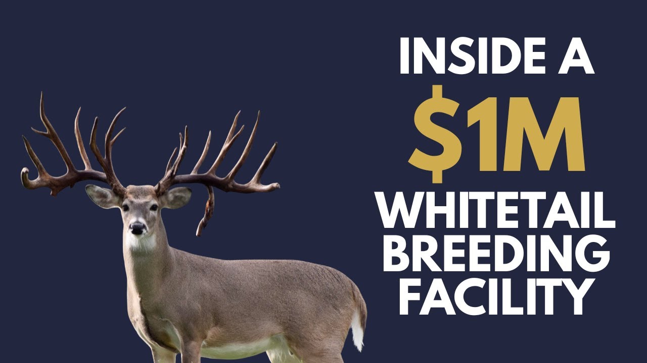 Inside the Whitetail Breeding Program at Union Hill Ranches
