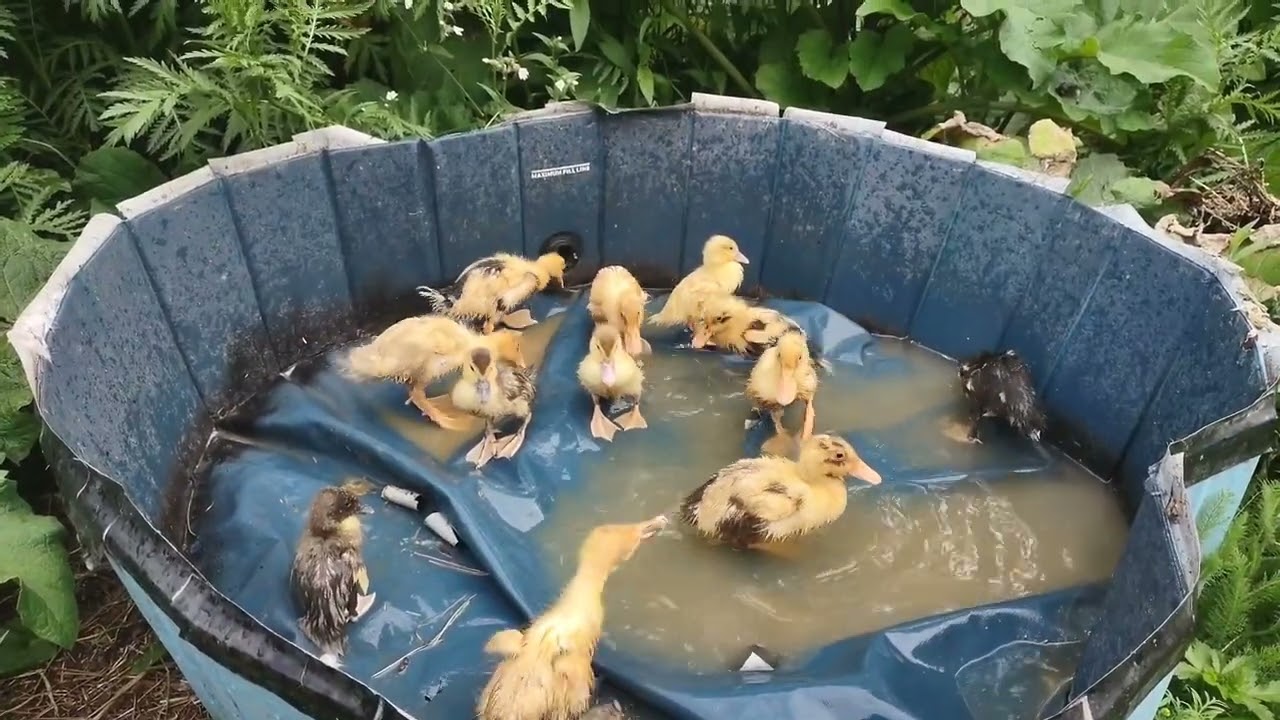 Introducing the Ducklings!
