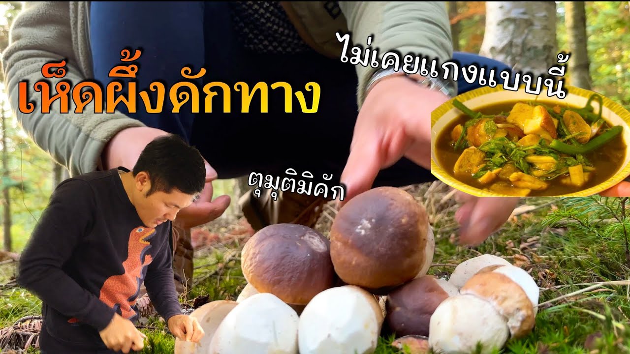 เห็ดผึ้งดักทางกลับบ้าน  เก็บเห็ดแล้วเอามาแกงใส่ผักอิตู่จากสวนปลูกเองครับ