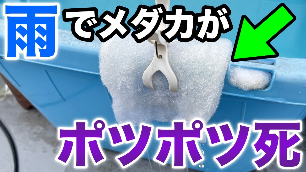 【めだかの雨対策】雨水がメダカの飼育水に与える変化３選！