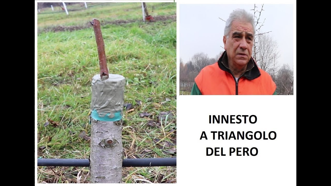 Innesto a triangolo del pero