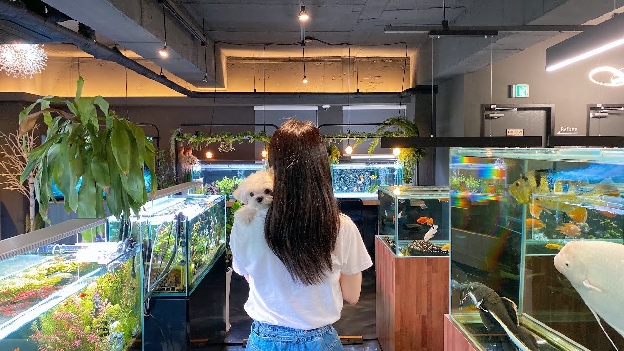 서울 근교 애견동반 아쿠아리움🐠 레스토랑, 카페 (위치,가격,주차 정보) 물멍타임