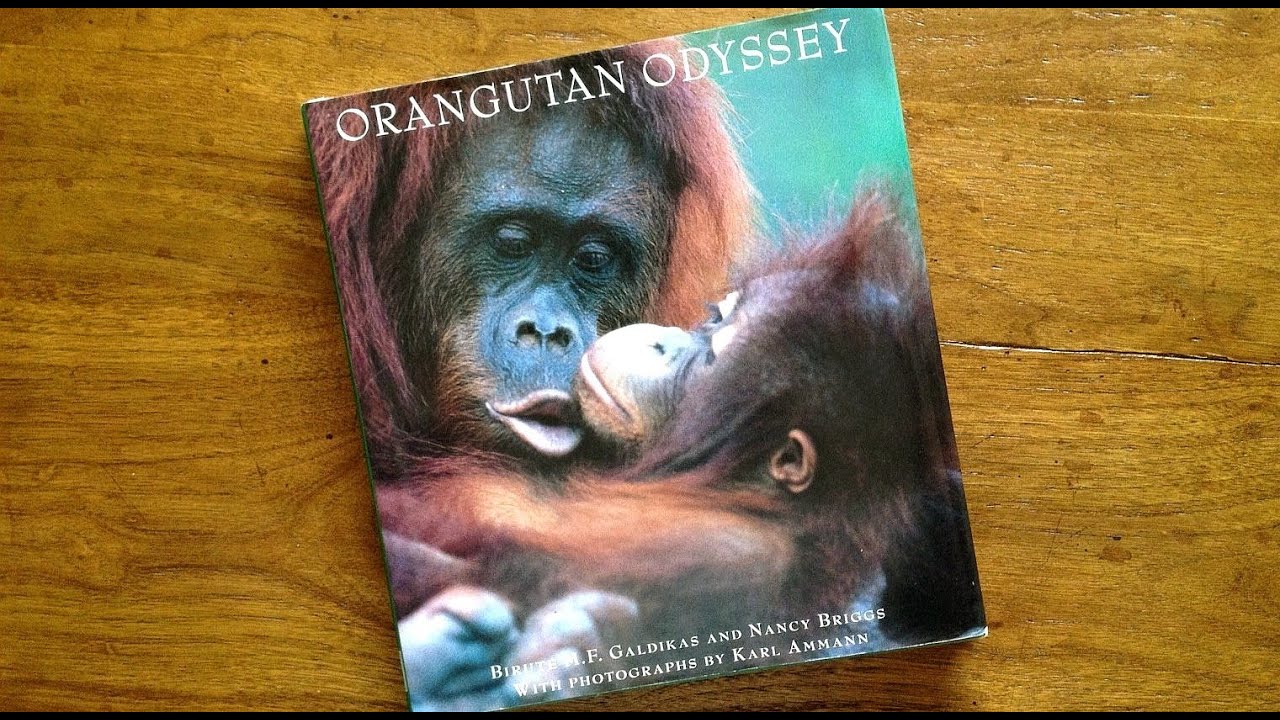 ORANGUTAN ODYSSEY--Meeting Indonesia's endangered 