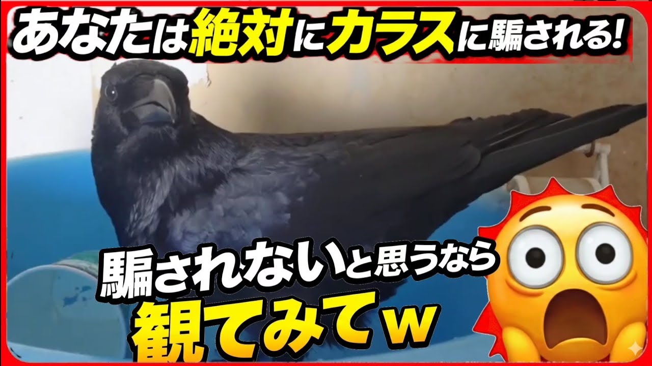【絶対に騙されるから観て】カラスに騙されるヒト続出の予感。カラス＆四つ足クインテット（仮）