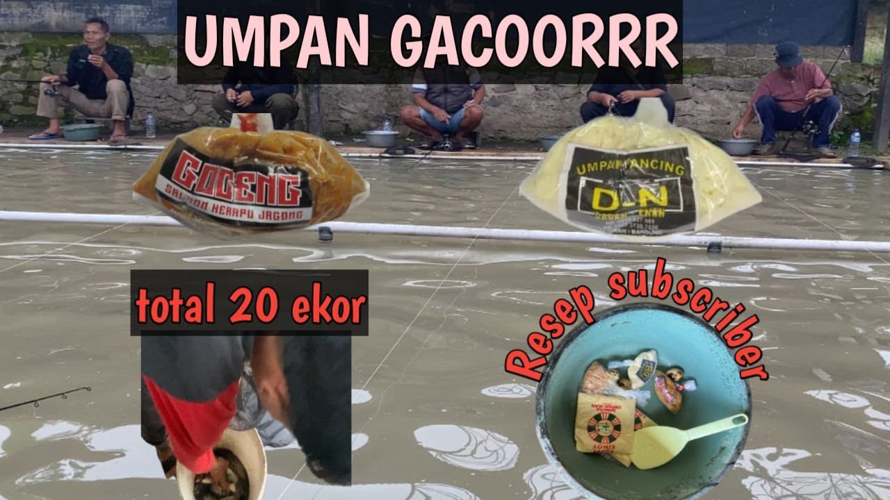 RACIKAN UMPAN SI GOCENG PLUS DN GACOORR PISAN || RESEP UMPAN DADAKAN IKAN MAS || UMPAN JUARA