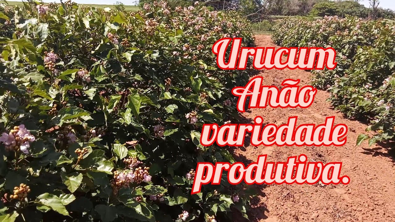 Urucum Anão variedade produtiva!