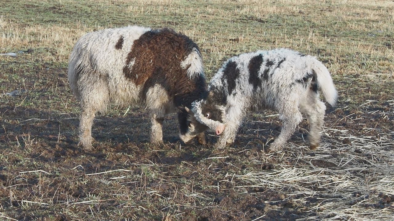 Time to Join the Herd: Yak Calf Discovers Freedom & New Friends