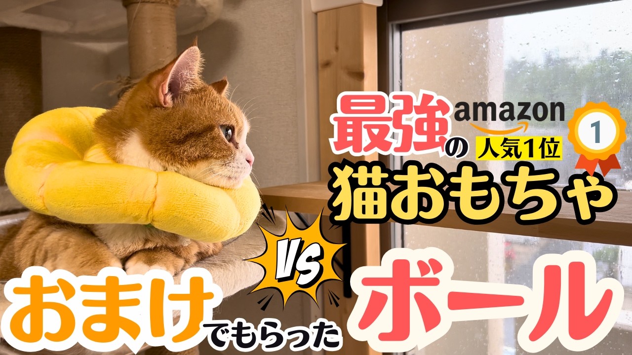 【大型台風3号】大荒れの沖縄でAmazon人気1位の最強猫おもちゃ vs おまけでもらったボールで対決してみた😸