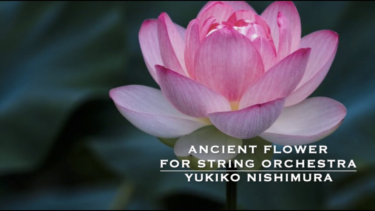 Ancient Flower for string orchestra/ Yukiko Nishimura