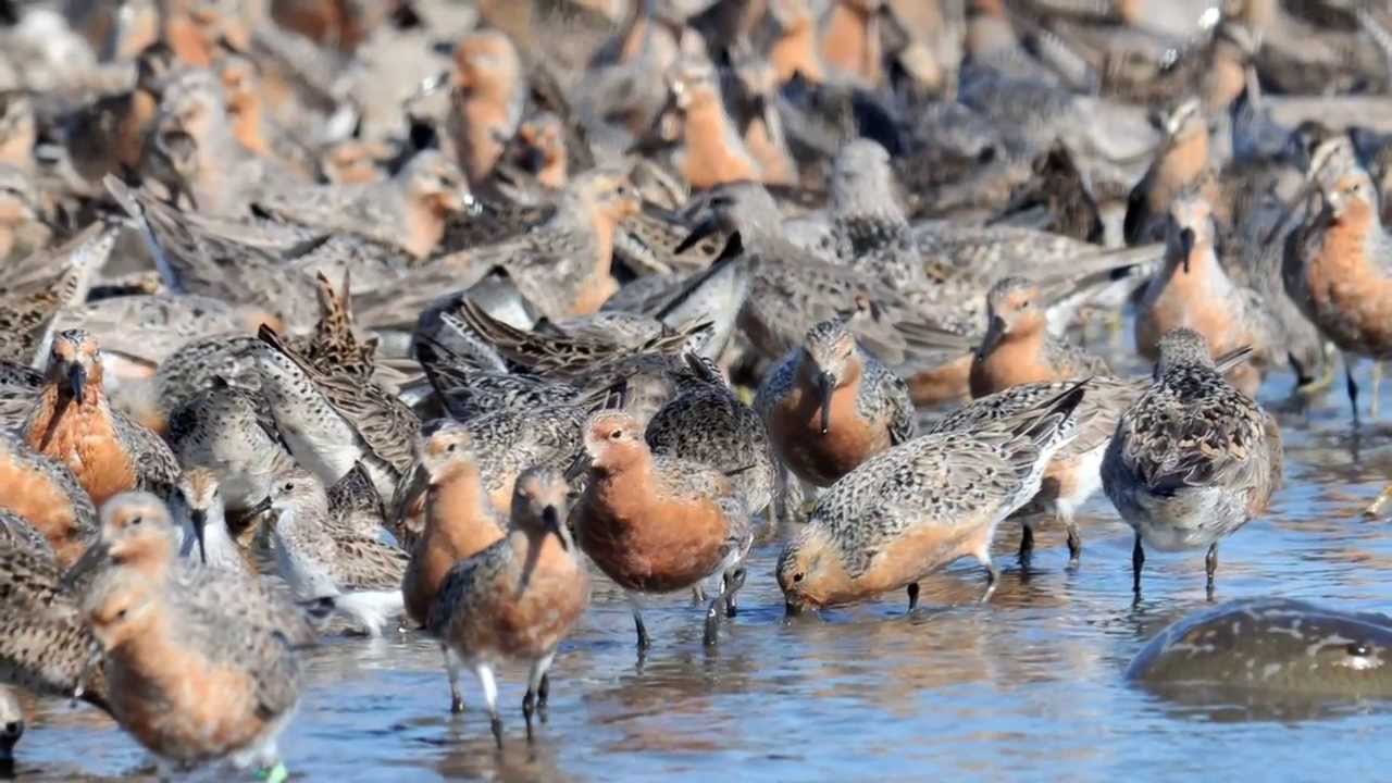 Rufa red knot listing proposal September 2013