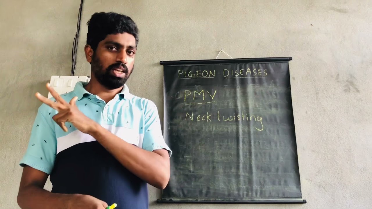 Neck twist / PMV virus Medication In Telugu & English
