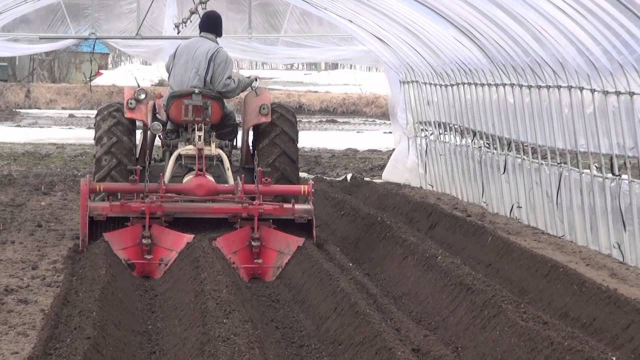 Transplant of welsh onion 長葱移植