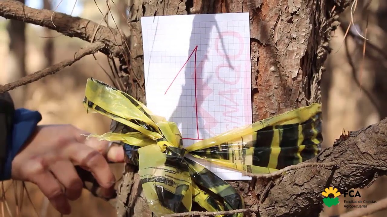 Inventario Forestal (Parte 1)