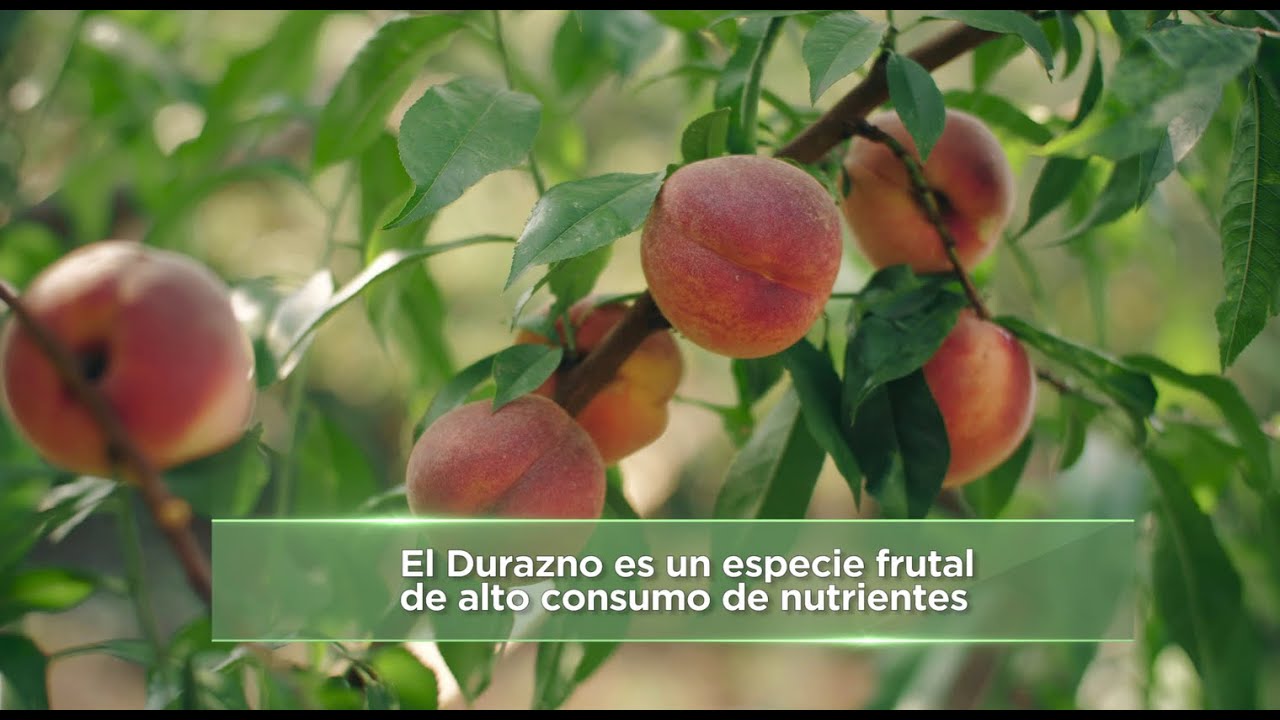 Fertilización Postcosecha del Duraznero