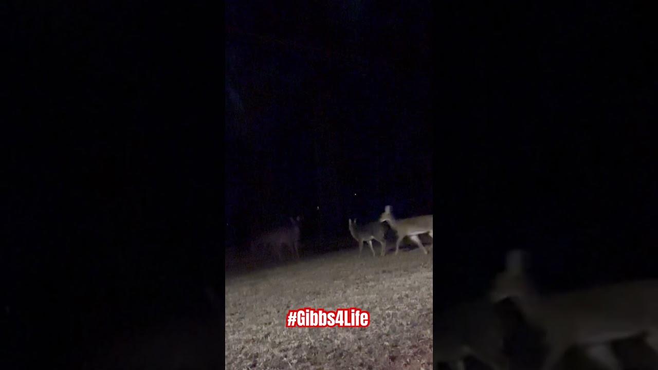 #WildLife #Watching #Ice #Diamond #Dog #Deer #yorkie #puppy #puppylove #yorkielove    #Ourmaker