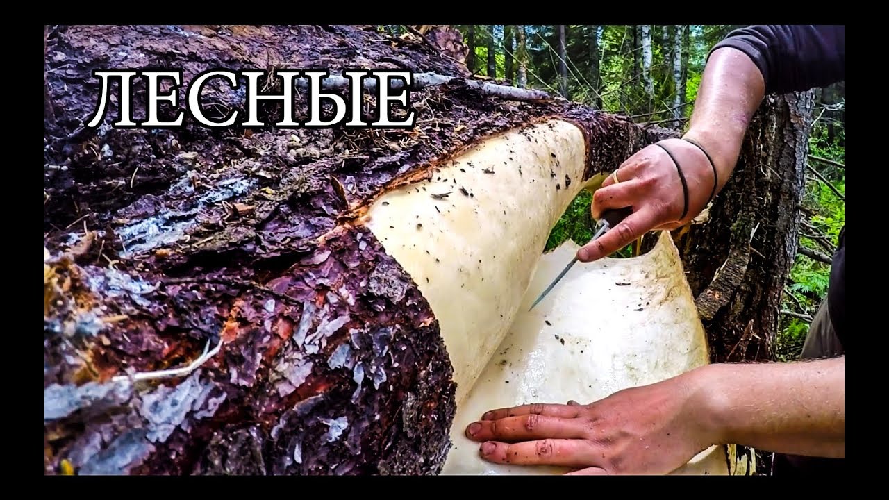 7 ПРОСТЫХ СОВЕТОВ ДЛЯ ЛЕСА | 7 BUSHCRAFT TIPS