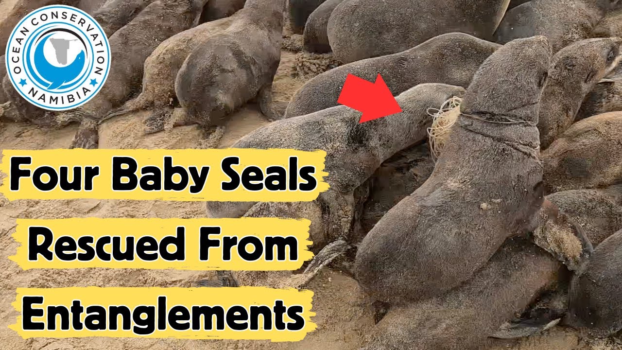 Four Baby Seals Rescued From Entanglements