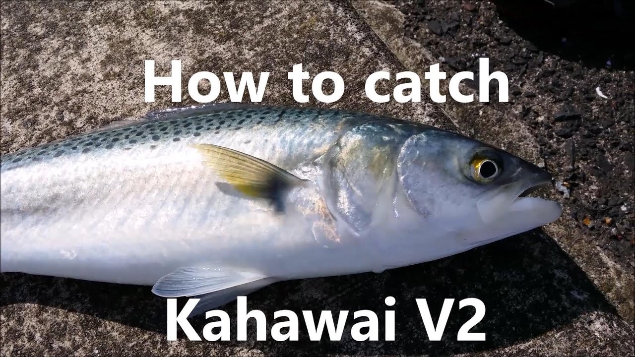 NZ Basic Fishing | Tutorial | How to catch Kahawai. V2