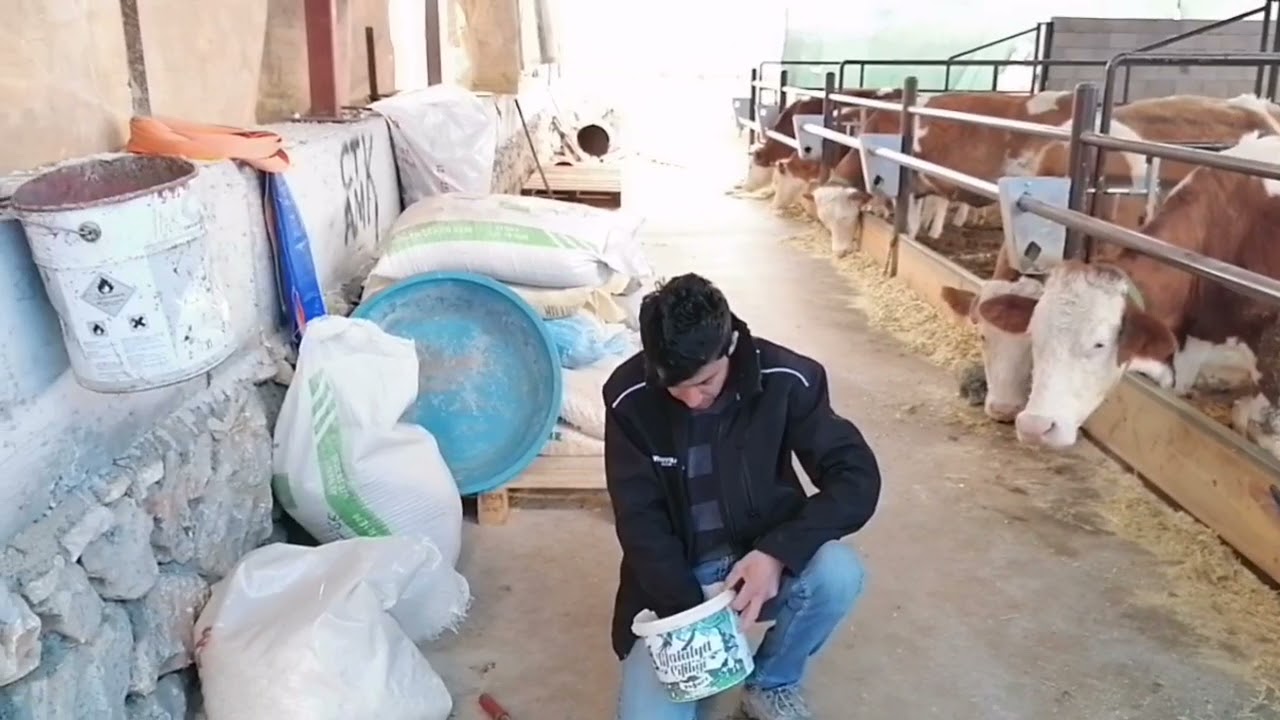İneklerde Parazit Mücadelesi | En Kolay Parazit Hapı İçirme Yöntemi | Bilgi Yarışmasına Katıldım