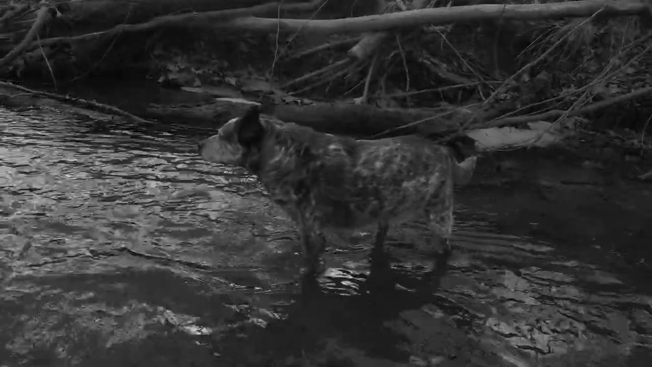 ADVENTURES WITH POSSUM. FOLLOW UP CREEKSIDE WALK