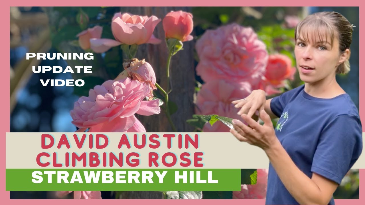 David Austin Strawberry Hill Climbing Rose Update & Time Lapse Video of Growth After Pruning