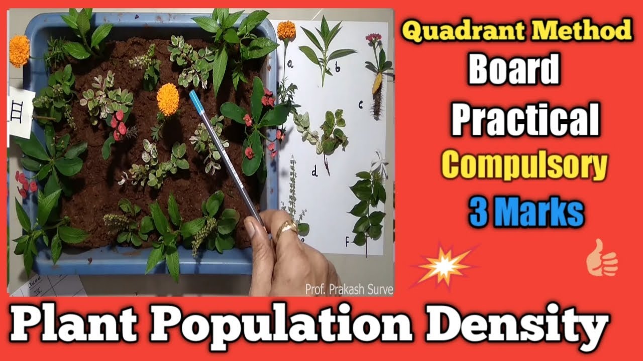 CLASS-12/ Plant Population Density (Practical -5 , Live Quadrat ) By Prof. Prakash Surve(Moderator)