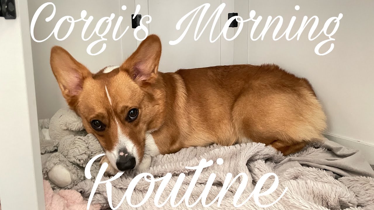 Corgi’s Morning Routine!