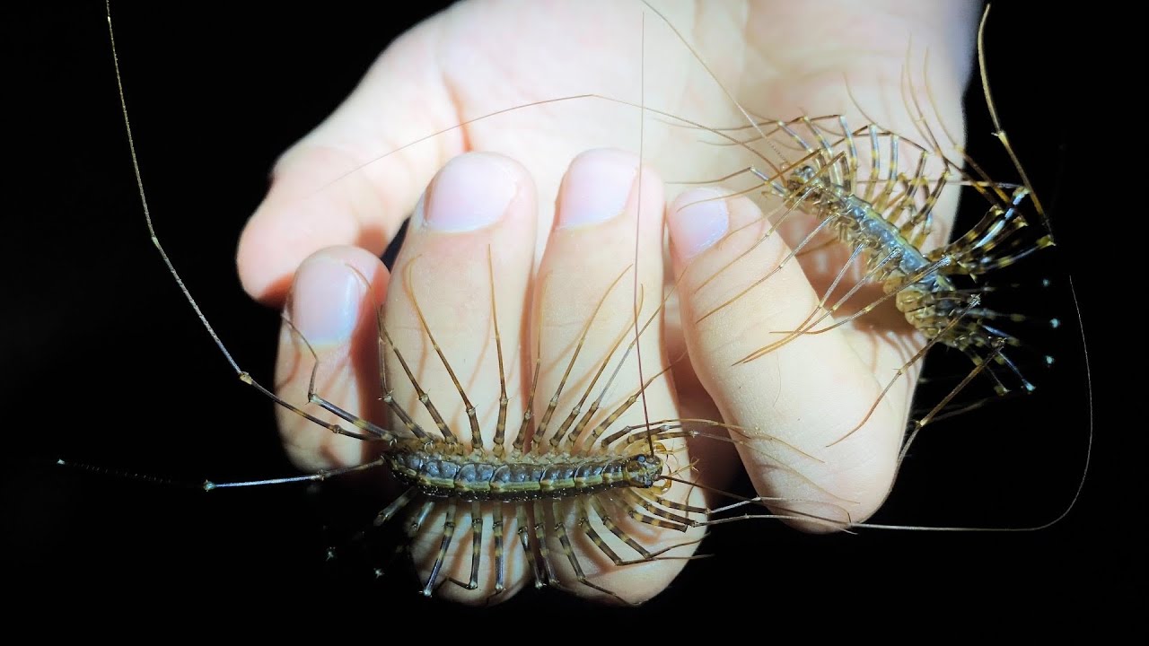 House centipedes, but far larger