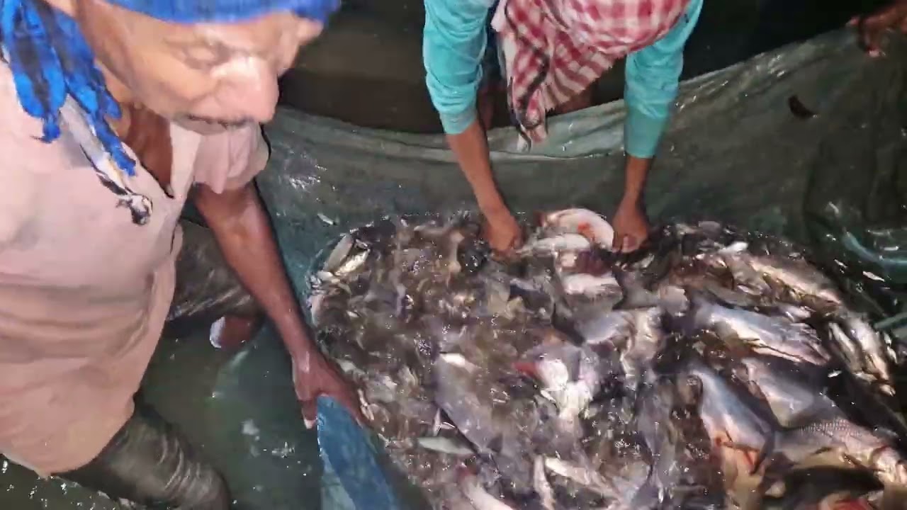 #viralvideo #fishcutting #odisha all tipy fish all color fish hear