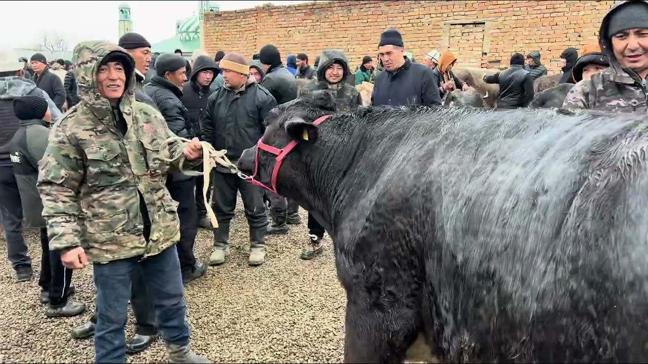 Караван мал базары !!! 21-Февраль  Саан малдар 