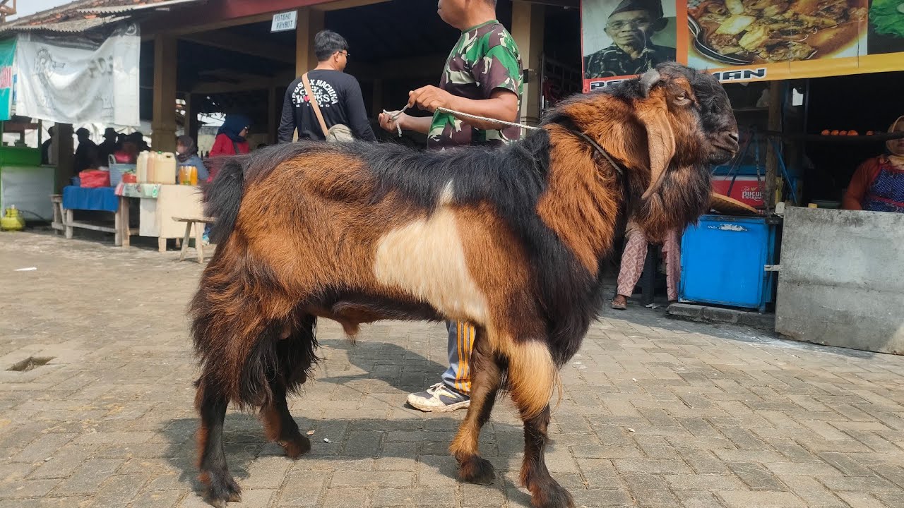 3 JUTAAN !! KAMBING JAWA RANDU GEMUK JUMBO SIAP KURBAN. Pasar Hewan Siyono Gunung Kidul.