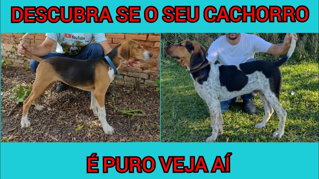 Como faço para saber se o meu cachorro foxhound é puro ou não