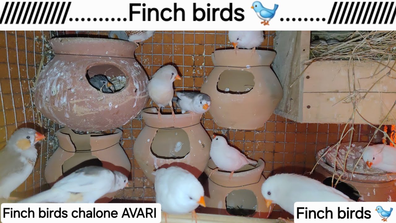 Finch birds ki chalone   11-01-2026