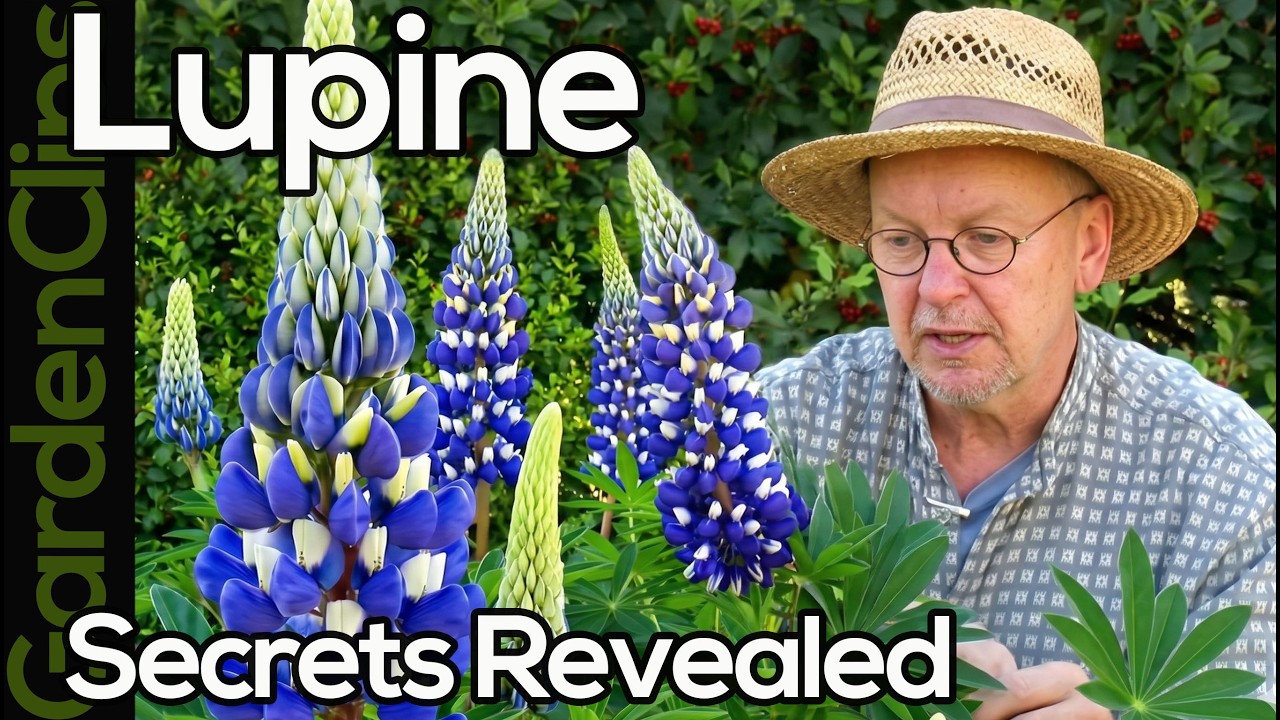 Люпин - виды люпина - как выращивать люпины #люпин