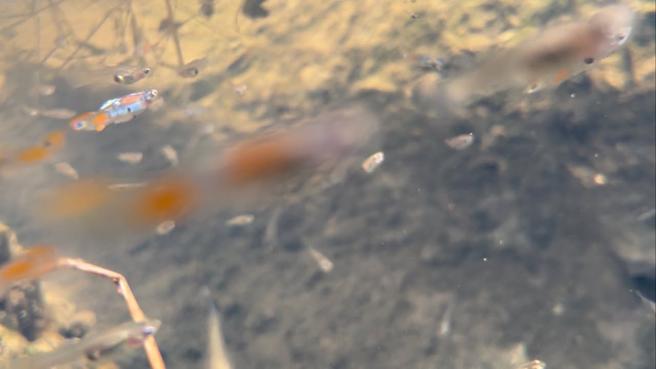Wild (feral) guppies in a natural habitat