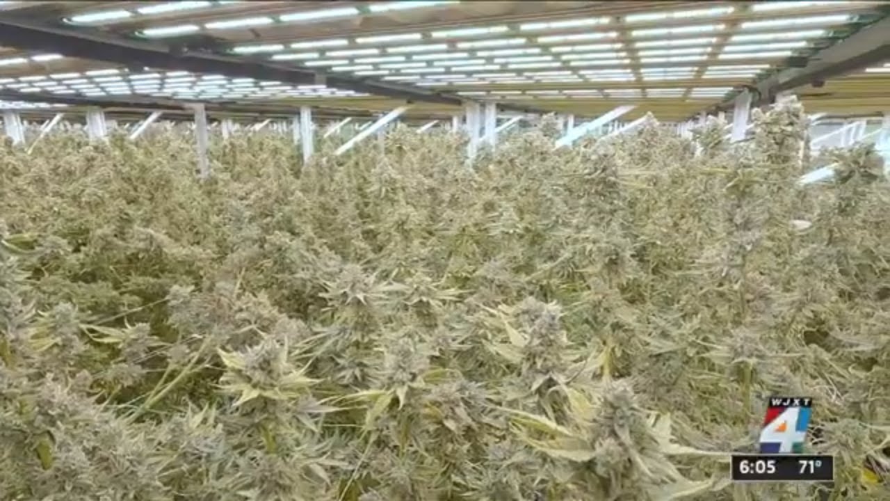 Massive indoor marijuana farm in Palatka ready to expand if legalization approved by voters in N...