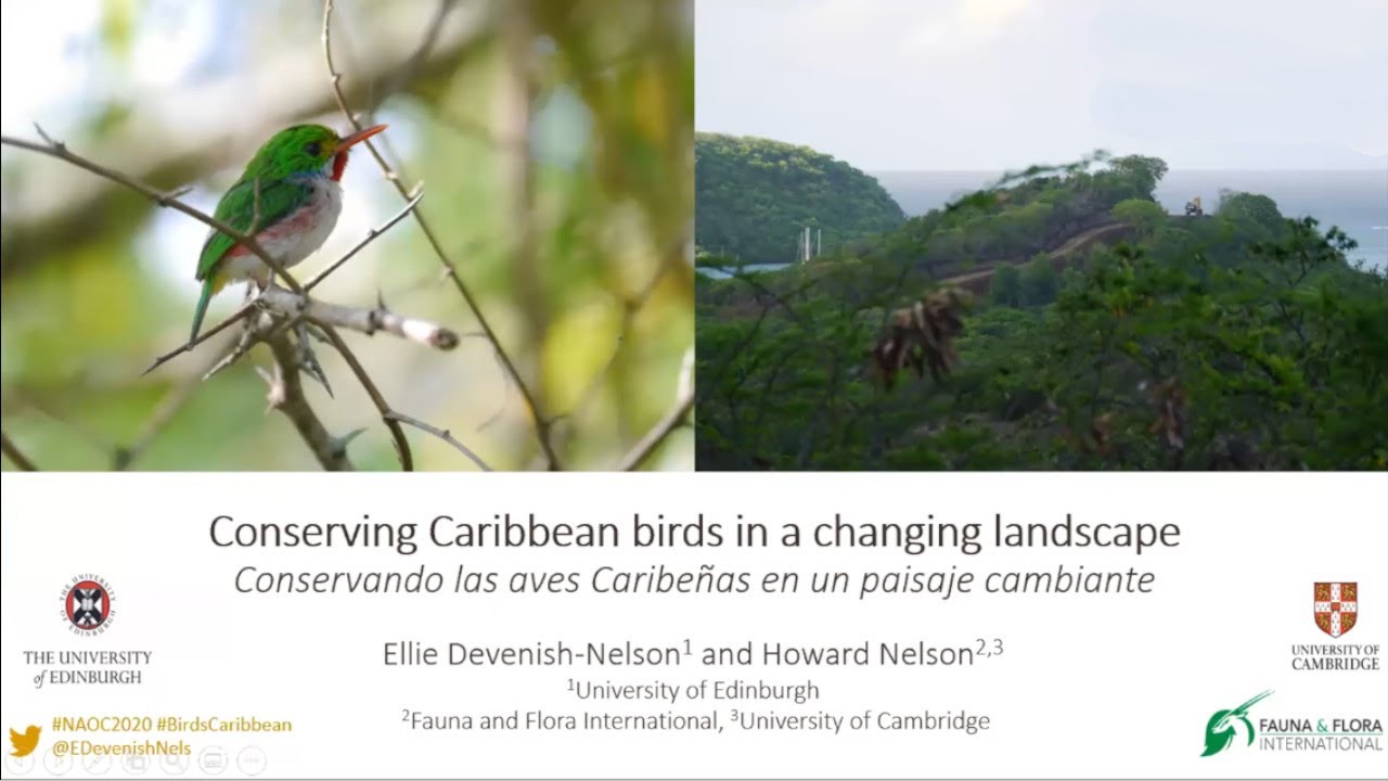 Conserving Caribbean Birds in a Changing Landscape
