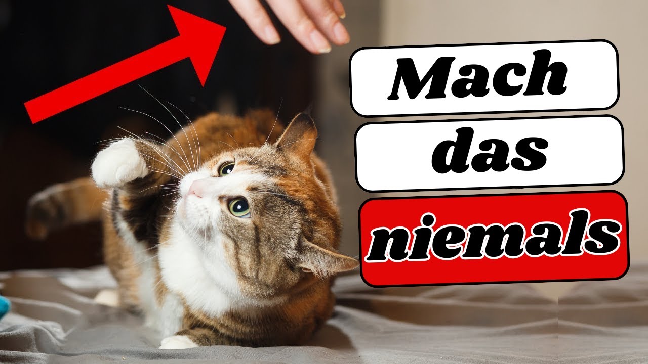 Die meisten Katzenbesitzer machen MINDESTENS 1 dieser 10 Fehler!